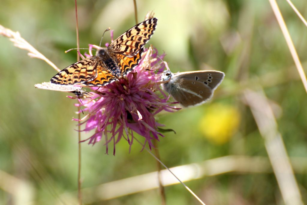 Melitaea didyma? S